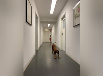 Alva sucht neuen Wirkungskreis