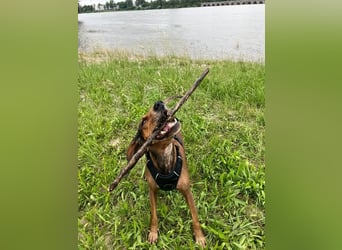 Alva sucht neuen Wirkungskreis