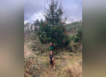 Alva sucht neuen Wirkungskreis