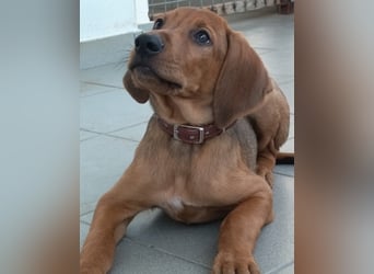 Pepe - fröhlicher Bracken Mix sucht seine Familie