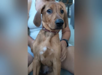 Pepe - fröhlicher Bracken Mix sucht seine Familie