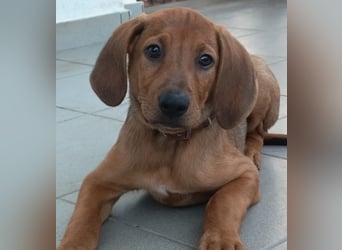 Pepe - fröhlicher Bracken Mix sucht seine Familie