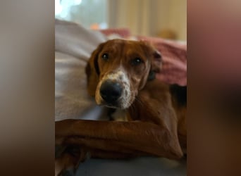 Liebenswerter ŠIME sucht perfect match ❤️