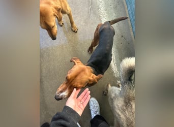 Liebenswerter ŠIME sucht perfect match ❤️