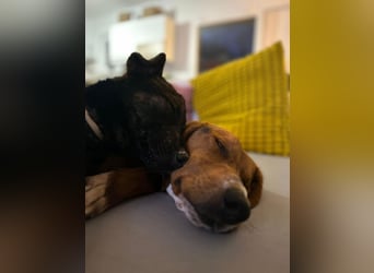 Liebenswerter ŠIME sucht perfect match ❤️