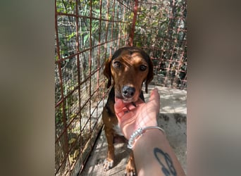 MARTA sucht ihr forever Home❤️