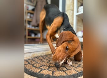 Liebenswerter ŠIME sucht perfect match ❤️