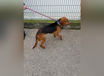 Liebenswerter ŠIME sucht perfect match ❤️