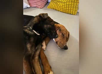 Liebenswerter ŠIME sucht perfect match ❤️