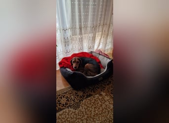 MARTA sucht ihr forever Home❤️