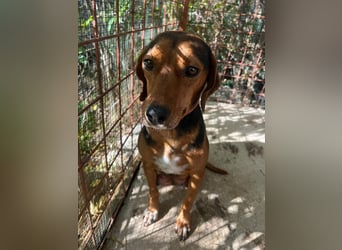 MARTA sucht ihr forever Home❤️