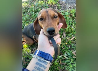 MARTA sucht ihr forever Home❤️