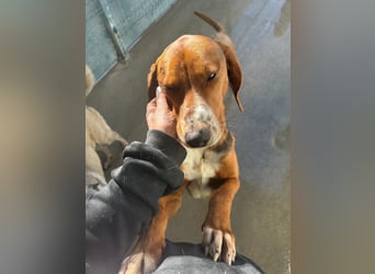 Liebenswerter ŠIME sucht perfect match ❤️