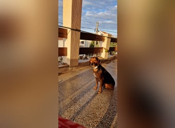 MARTA sucht ihr forever Home❤️