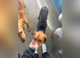 Liebenswerter ŠIME sucht perfect match ❤️