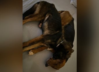 Liebenswerter ŠIME sucht perfect match ❤️