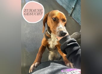 Liebenswerter ŠIME sucht perfect match ❤️