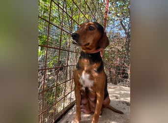 MARTA sucht ihr forever Home❤️