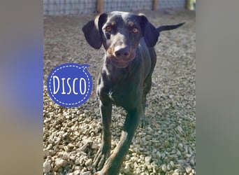 Disco ein sportlicher Kerl