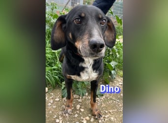 Dino, 01/24 - treues Schlappohr sucht Familie