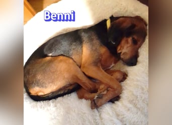 Benni, 04/17 - ruhiger Senior sucht wegen Krankheit ein neues Zuhause