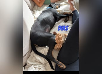Dias, 03/25 - Traumhund sucht Familie!