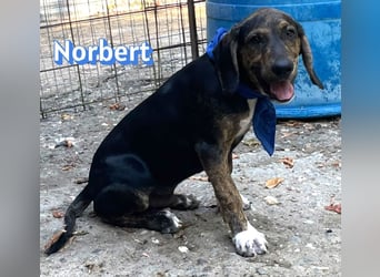 Norbert, 04/26 - sucht ein behütetes Zuhause