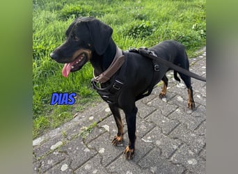 Dias, 03/25 - Traumhund sucht Familie!