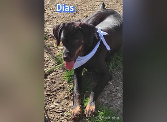 Dias, 03/25 - Traumhund sucht Familie!