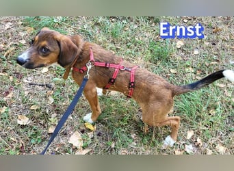 Ernst, 03/26 - drolliger Bub sucht Familie