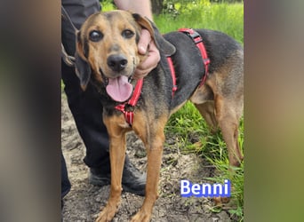Benni, 04/17 - ruhiger Senior sucht wegen Krankheit ein neues Zuhause
