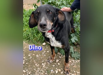 Dino, 01/24 - treues Schlappohr sucht Familie