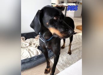 Dias, 03/25 - Traumhund sucht Familie!
