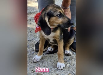 Nana, 04/26 - sucht ein liebevolles Zuhause