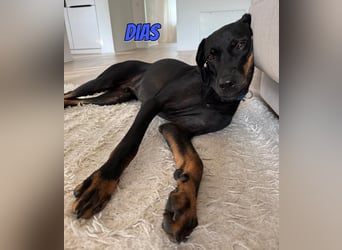 Dias, 03/25 - Traumhund sucht Familie!