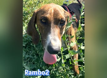 Rambo2, 06/25 - ein Kämpfer mit einem Herz aus Gold