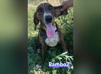 Rambo2, 06/25 - ein Kämpfer mit einem Herz aus Gold