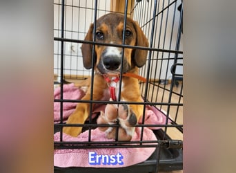 Ernst, 03/26 - drolliger Bub sucht Familie