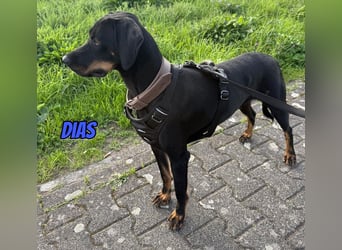 Dias, 03/25 - Traumhund sucht Familie!