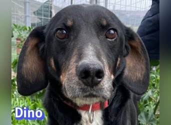 Dino, 01/24 - treues Schlappohr sucht Familie