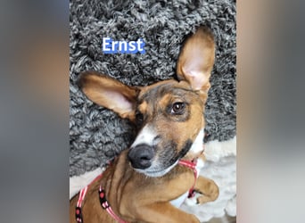 Ernst, 03/26 - drolliger Bub sucht Familie