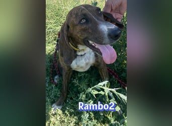 Rambo2, 06/25 - ein Kämpfer mit einem Herz aus Gold