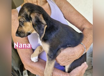 Nana, 04/26 - sucht ein liebevolles Zuhause
