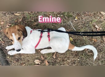 Emine, 03/26 - aufgewecktes Mädel wartet in 40723 Hilden