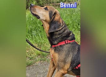 Benni, 04/17 - ruhiger Senior sucht wegen Krankheit ein neues Zuhause
