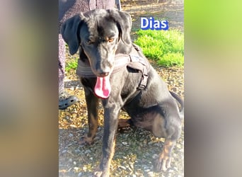 Dias, 03/25 - Traumhund sucht Familie!