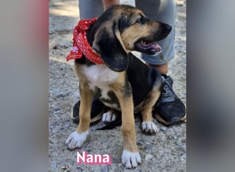 Nana, 04/26 - sucht ein liebevolles Zuhause