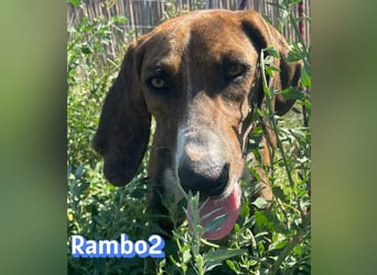 Rambo2, 06/25 - ein Kämpfer mit einem Herz aus Gold