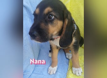 Nana, 04/26 - sucht ein liebevolles Zuhause