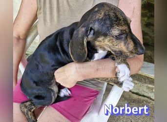 Norbert, 04/26 - sucht ein behütetes Zuhause
